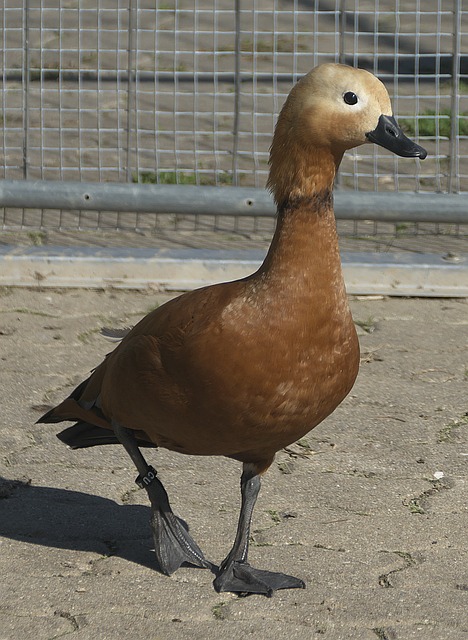 根源